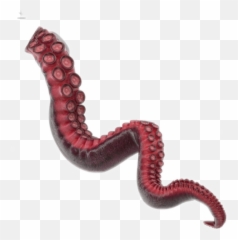 Tentacle - Sticker By Taliafera Tentacle Model Emoji,Tentacle Emoji