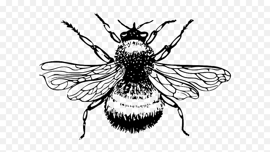 Free Bee Silhouette Download Free Clip Art Free Clip Art - Bumble Bee Line Drawing Emoji,Bumblebee Emoji
