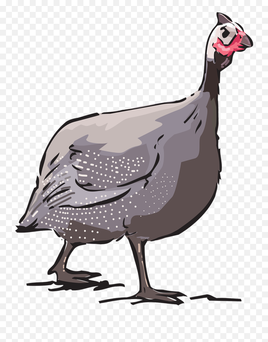 Guinea Fowl Animal Farm Free Vector - Guinea Fowl Clipart Emoji,Turkey Leg Emoji