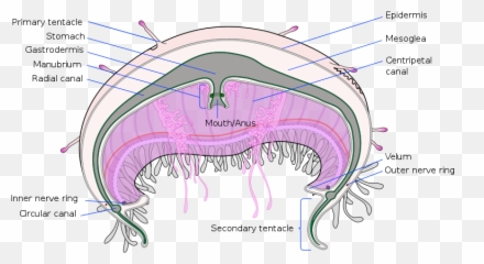 Cross Section Olindias Formosa En - Purple Striped Jellyfish Diagram Emoji