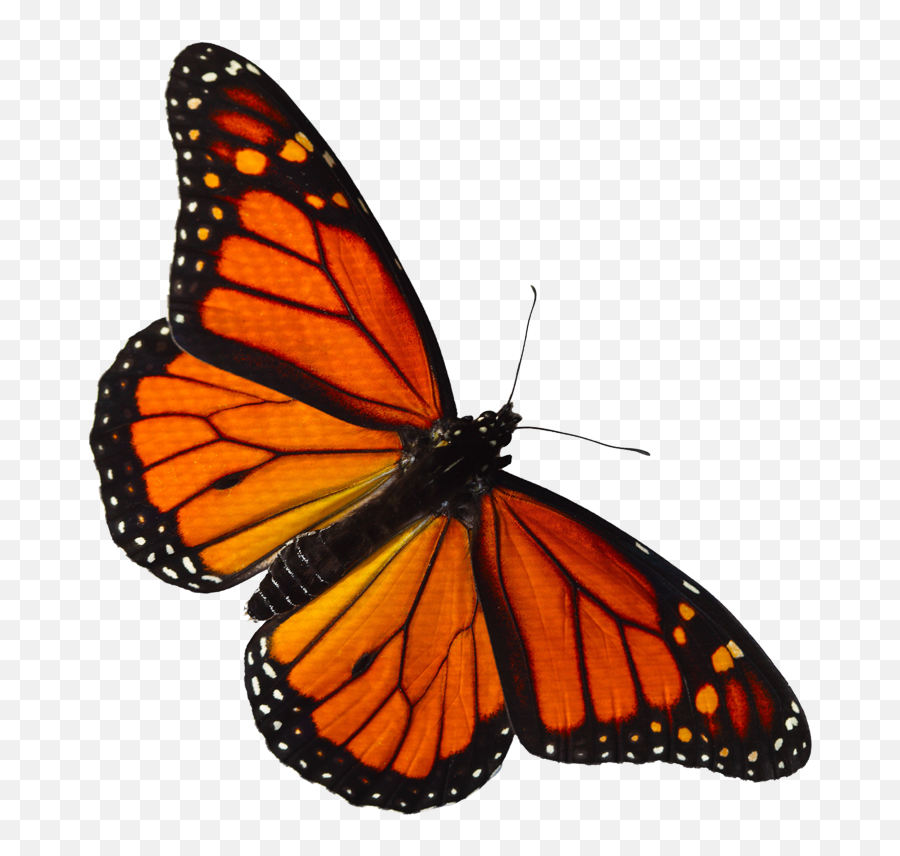 Monarch Butterfly Pieridae Lycaenidae - Monarch Butterfly Transparent Background Emoji,Free Butterfly Emoji