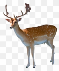 Deer Png And Vectors For Free Download - Deer Png Transparent Emoji,Whitetail Deer Emoji