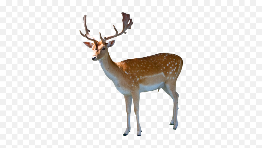 Deer Png And Vectors For Free Download - Deer Png Transparent Emoji,Whitetail Deer Emoji