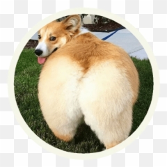 Stickers Set For Telegram - Husky German Shepherd Corgi Emoji,Corgi Emoji