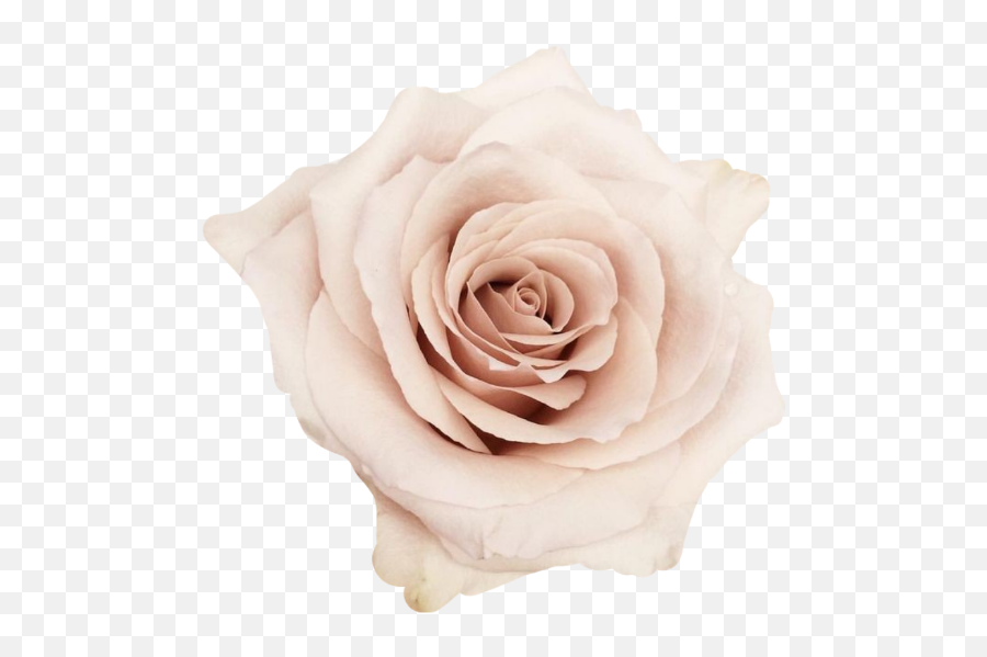 Flower Roses Aesthetic Emoji Flowers Love - Garden Roses,Emoji Roses