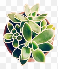 Plant Succulent Succulents Sticker - Pittosporaceae Emoji,Succulent Emoji