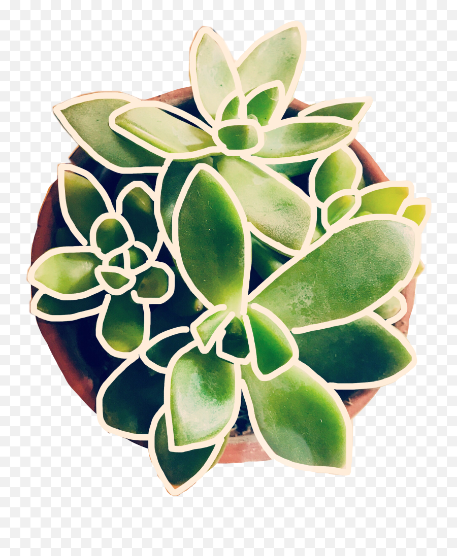 Plant Succulent Succulents Sticker - Pittosporaceae Emoji,Succulent Emoji