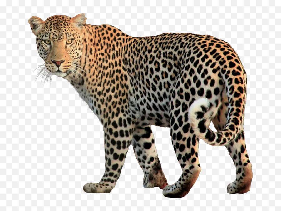 Clipart Tiger Leopard Clipart Tiger - Leopard Transparent Emoji,Leopard Emoji