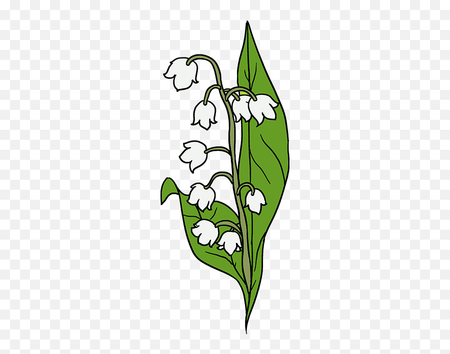 How To Draw A Lily Of The Valley - Easy Lily Of The Valley Drawing Emoji,Asparagus Emoji