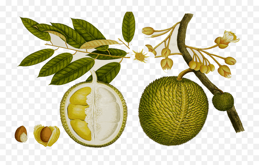 Lemon Clipart Durian Fruit Lemon - Durian Drawing Emoji,Durian Emoji