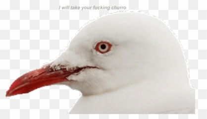 I Fucking Hate Seagulls - Gulls Emoji,Seagull Emoji