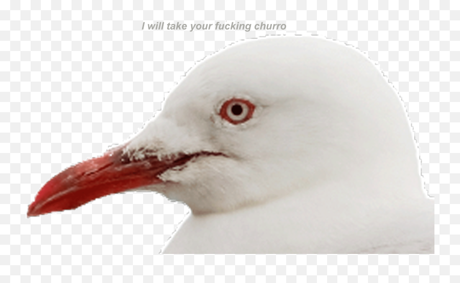 I Fucking Hate Seagulls - Gulls Emoji,Seagull Emoji