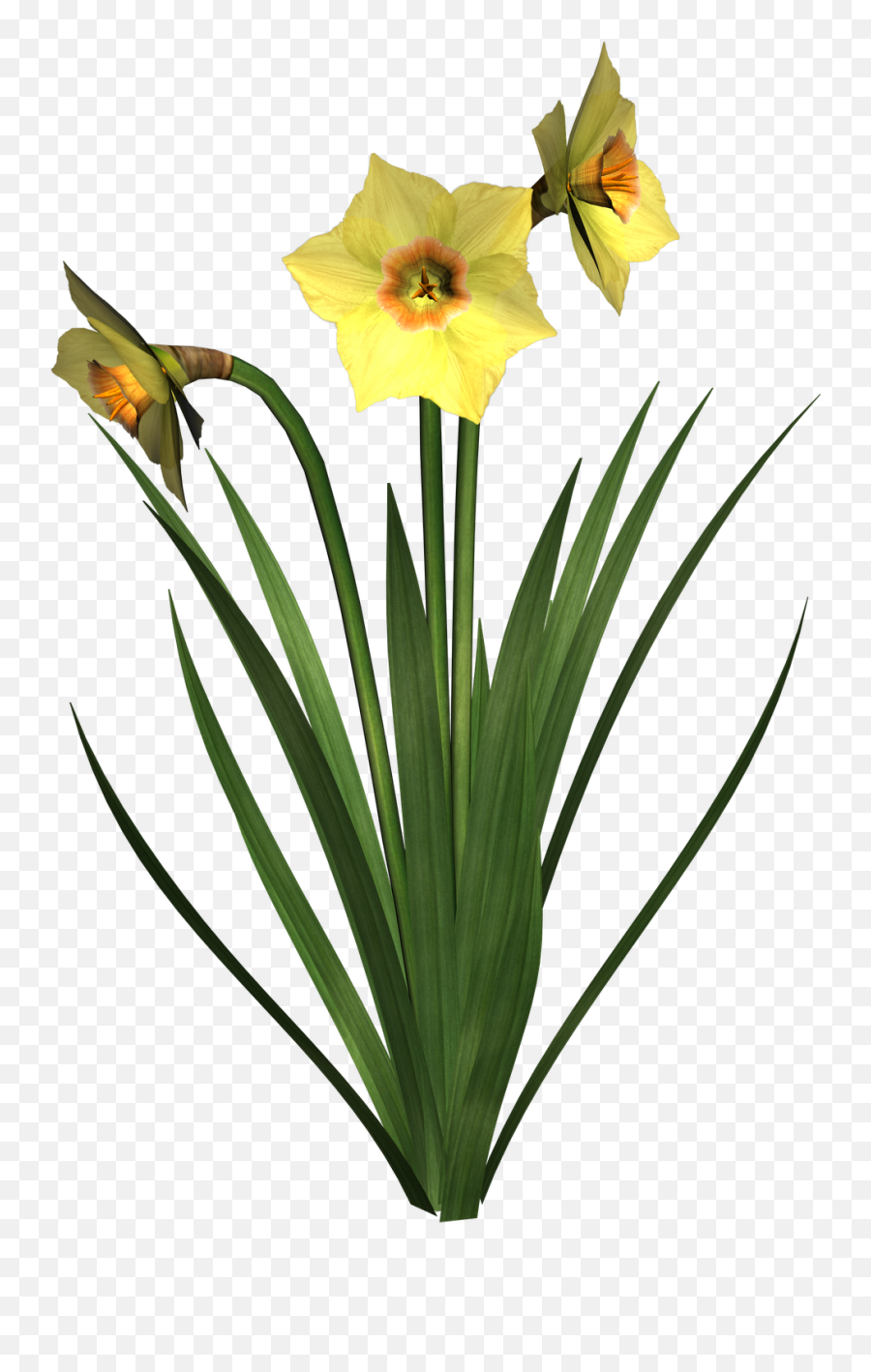 Google Images Flower Clipart Png - Daffodil Flower Transparent Background Emoji,Daffodil Emoji
