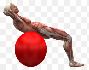 Free Muscle Man Illustrations - Physiotherapy Animation Emoji,Strong Arm Emoji Png