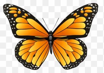 Фото бабочка для детей на прозрачном фоне