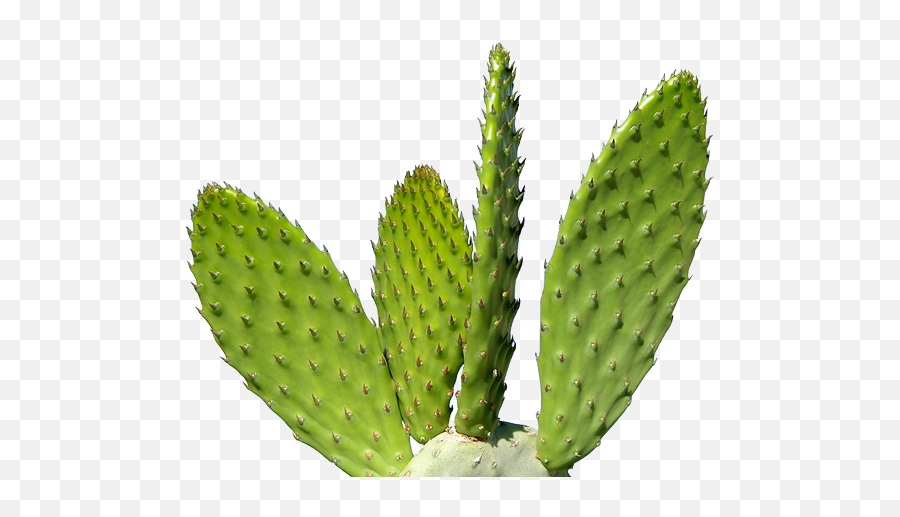 Cactus Mexican Flower Desert Emoji Free Iphone Cactus - Clip Transparent Cactus Png,Cactus Emoji