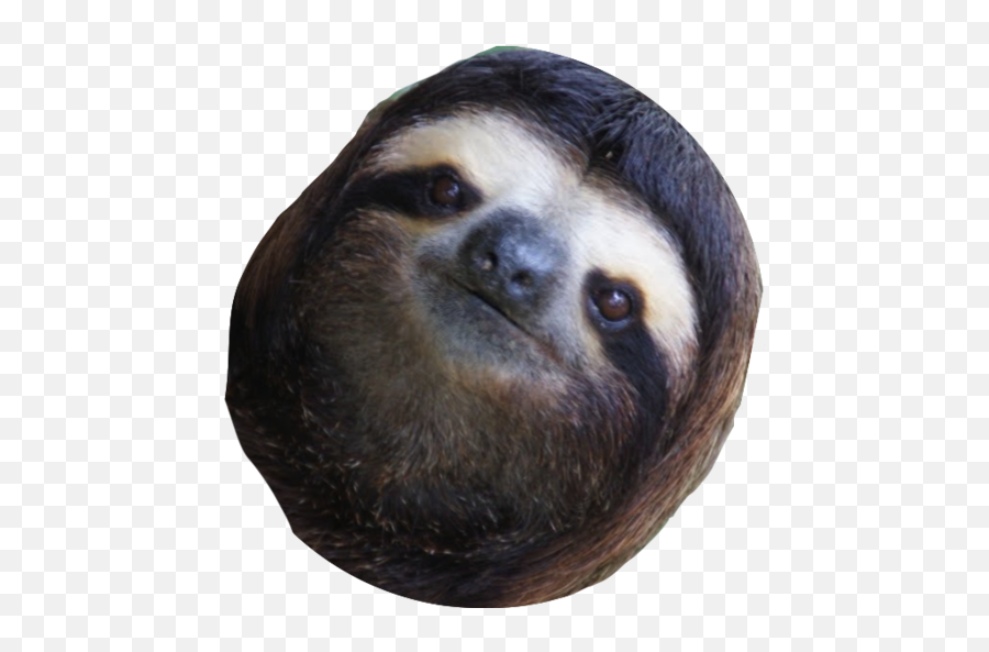 Sloth Face Png Picture 608269 Sloth Face Png - Sloth Emoji,Sloth Emoji