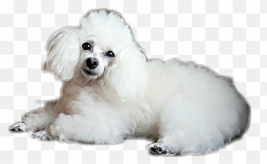 Dog Poodle Animal Cute Toypoodle Dogsticker Animalstick - Toy Poodle Emoji,Poodle Emoji