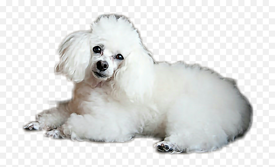 Dog Poodle Animal Cute Toypoodle Dogsticker Animalstick - Toy Poodle Emoji,Poodle Emoji