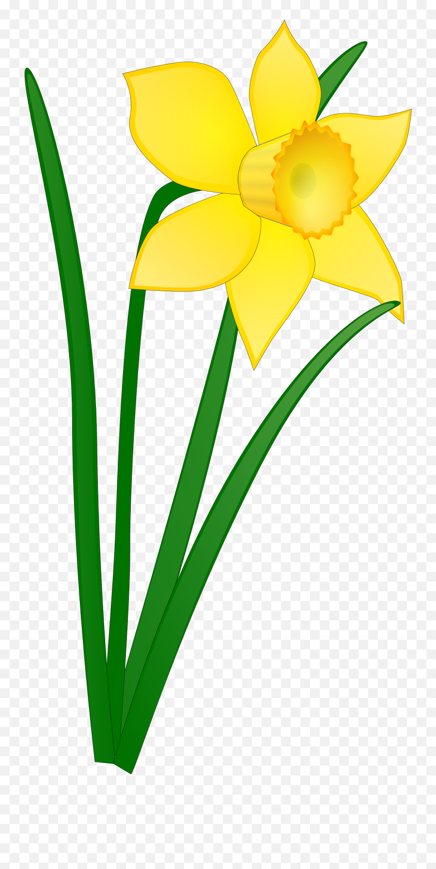 Daffodil Clipart No Background - Daffodil Clip Art Emoji,Daffodil Emoji