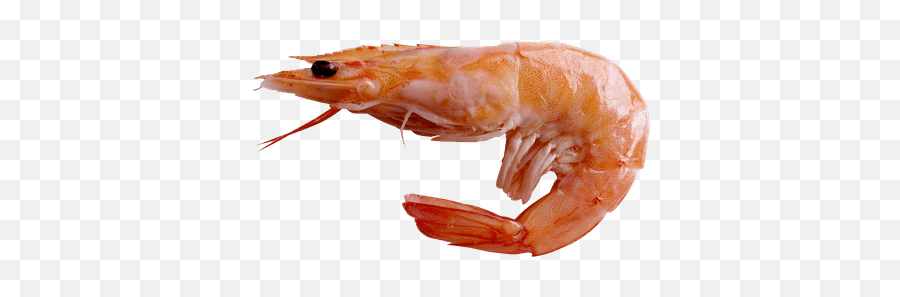 Transparent Shrimp Ghost Transparent U0026 Png Clipart Free - Shrimp Png Emoji,Lobster Emoji Samsung