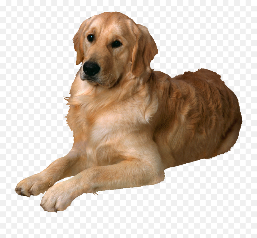 The Most Edited Golden Retriever Picsart - Dog Png Emoji,Golden Retriever Emoji