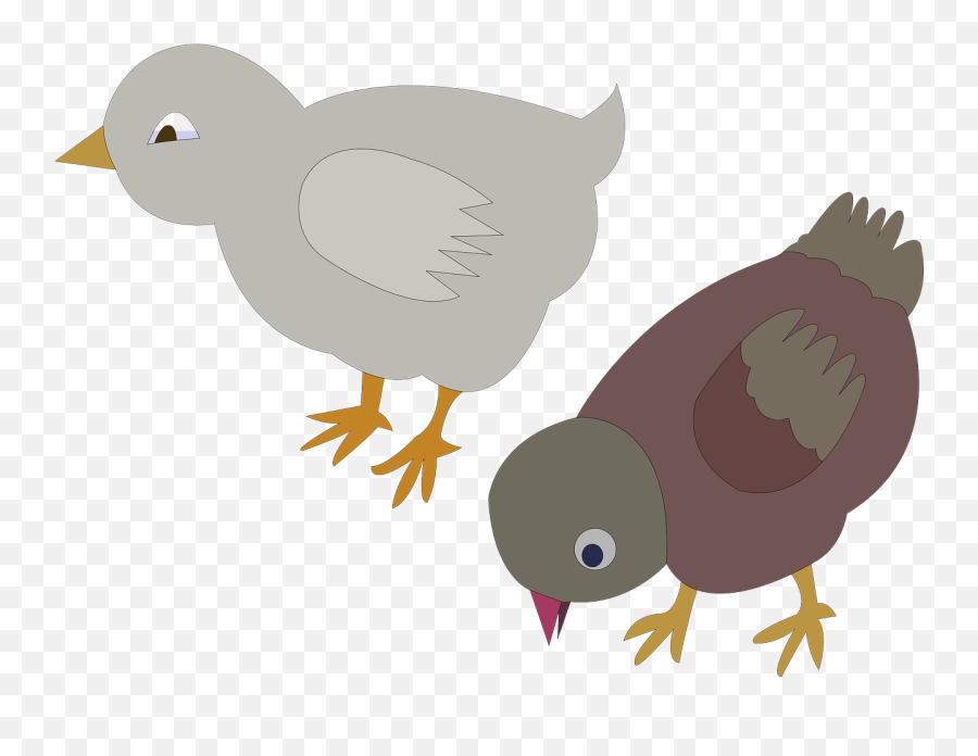 Pigeons Doves Poultry Chicken Bird - Gambar Sketsa Anak Ayam Emoji,Turkey Leg Emoji
