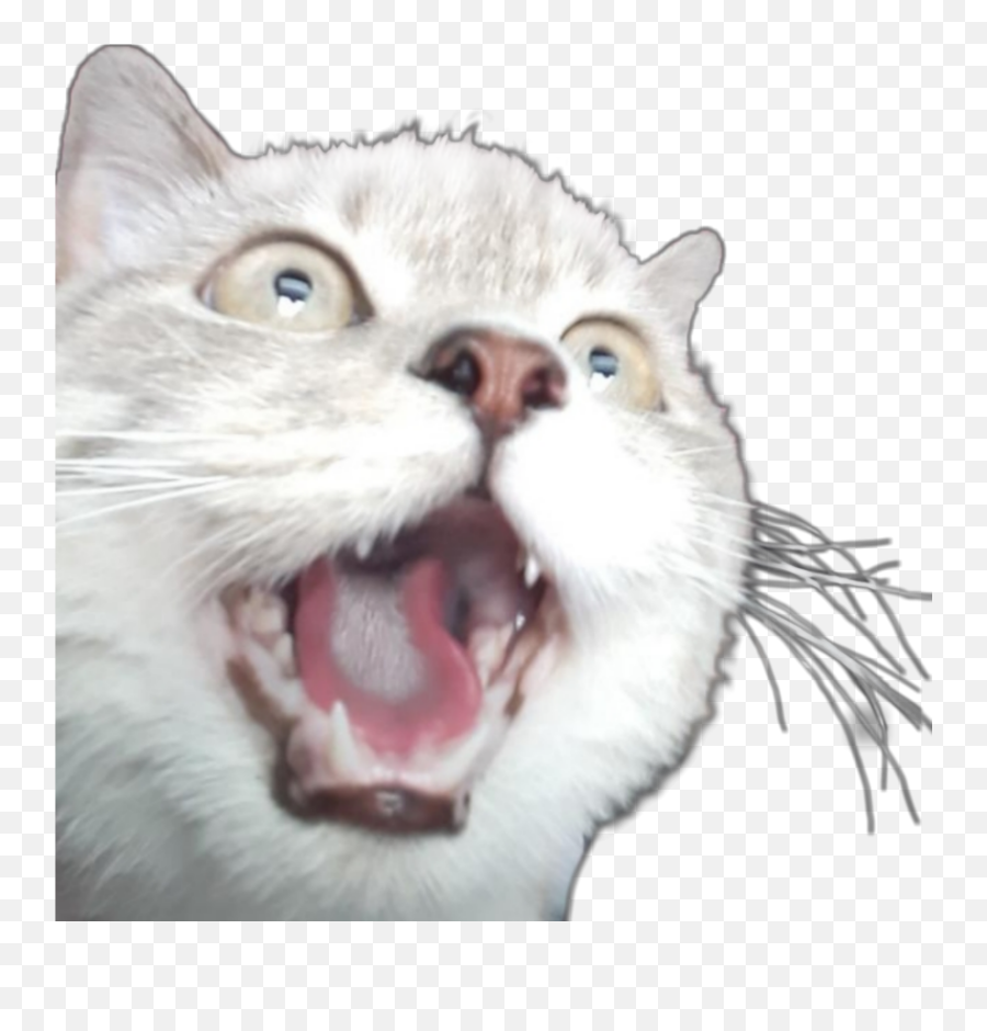 Freetoedit Cat Cats Catsofpicsart Catsphotography Catst - Cat Yawns Emoji,Cat Mouth Emoji