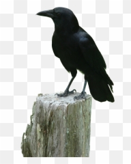 Crow Bird Animal Flying Sticker - Crow Raven Emoji,Crow Emoji