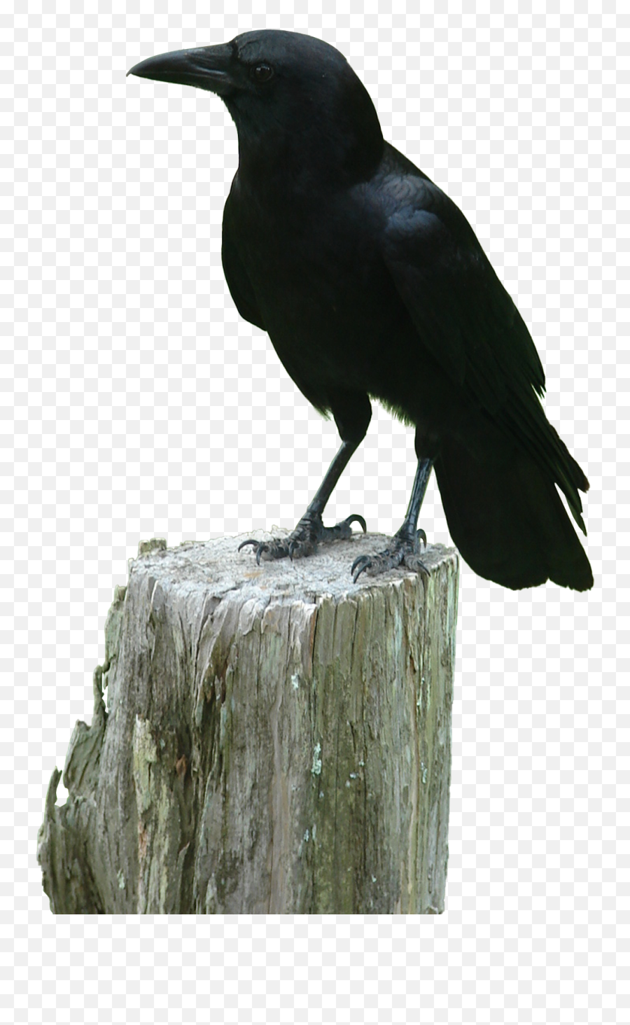 Crow Bird Animal Flying Sticker - Crow Raven Emoji,Crow Emoji