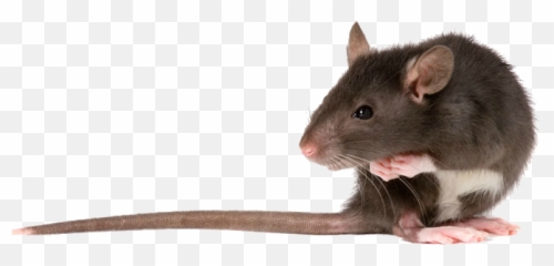Lioden - Rat In Png Emoji,Rat Emoji