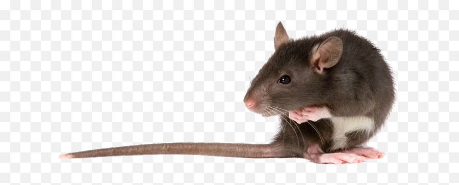 Lioden - Rat In Png Emoji,Rat Emoji