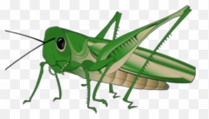 Cricket Freetoedit - Grasshopper Png Clipart Emoji,Cricket Emoji