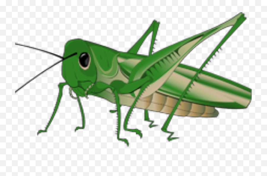 Cricket Freetoedit - Grasshopper Png Clipart Emoji,Cricket Emoji
