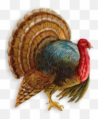 Turkey Emoji Transparent Png Clipart - Transparent Turkey Clip Art,Turkey Emoticons