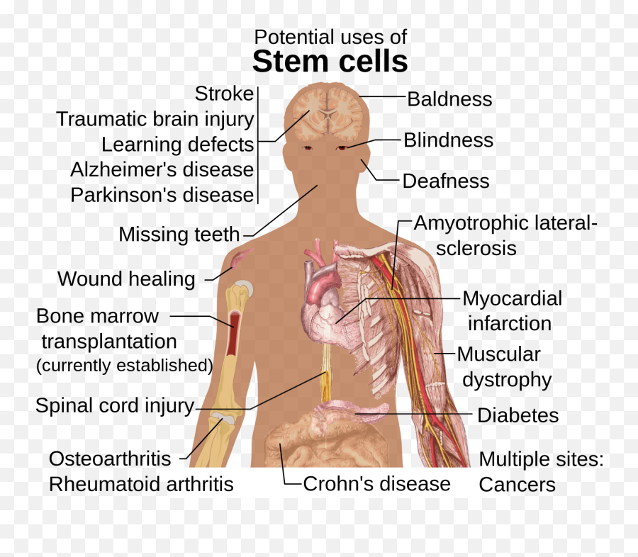 Stem Cell Treatments - Potential Uses Of Stem Cells Emoji,Adults Only Emoji Free