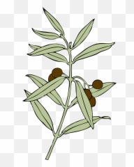 Olive Branch Olives Symbol Peace - Animation Emoji