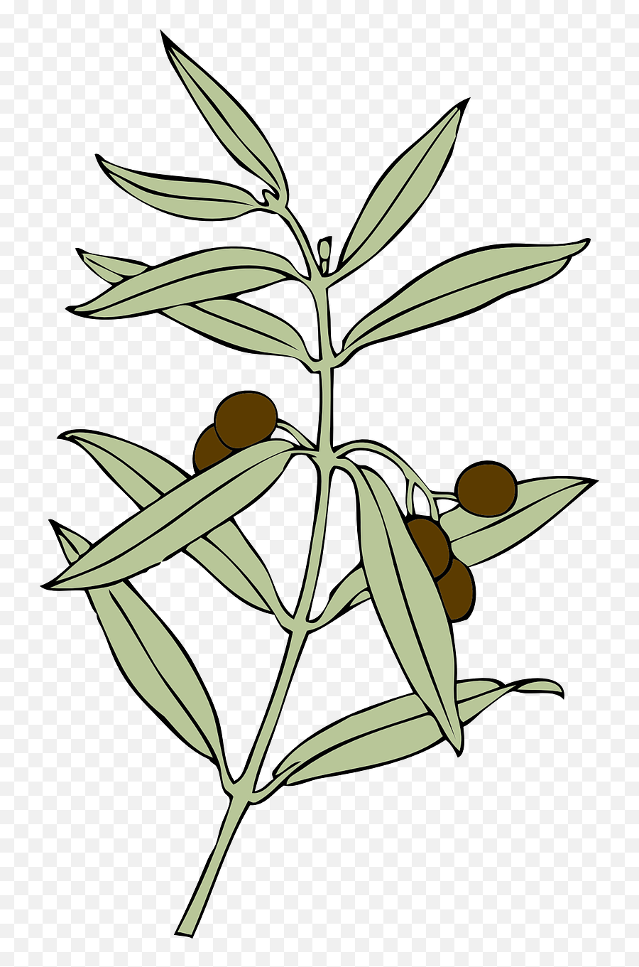 Olive Branch Olives Symbol Peace - Olive Branch Animation Emoji,Olive Branch Emoji