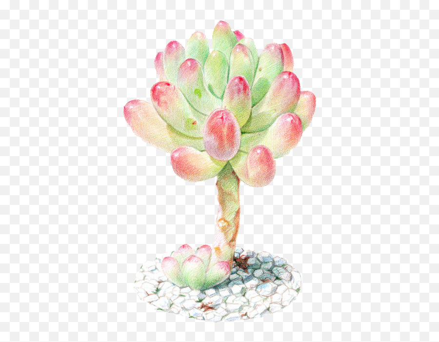 Colored Pencil Transparent Png Image - Succulents Color Pencil Emoji,Succulent Emoji