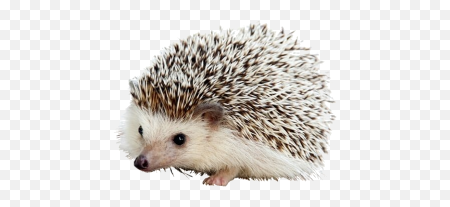 Carl The Hedgehog Png - Cute Animal Phone Backgrounds Emoji,Porcupine Emoji