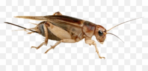 Crickets Png Free Crickets - Cuantas Patas Tiene Un Grillo Emoji,Cricket Emoji
