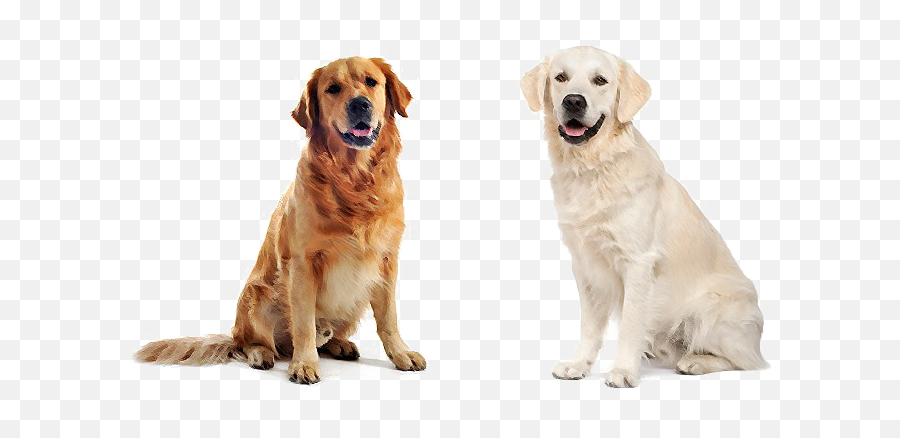 Labrador Retriever Png - Labrador Vs Golden Retriever Comparison Emoji,Water Gun Emoji Transparent