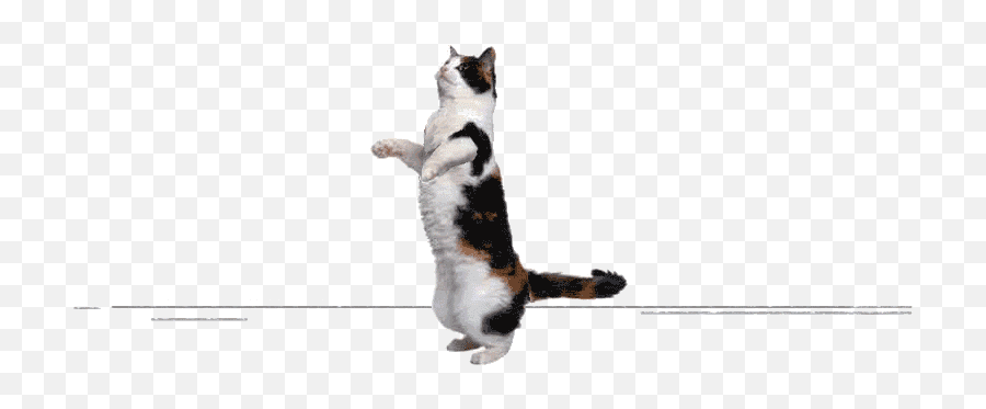 Top Cas Cats Stickers For Android Ios - Domestic Cat Emoji,Dancing Cat Emoji