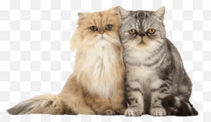 Peek A Boo Stickers For Android Ios - Golden Chinchilla Persian Emoji