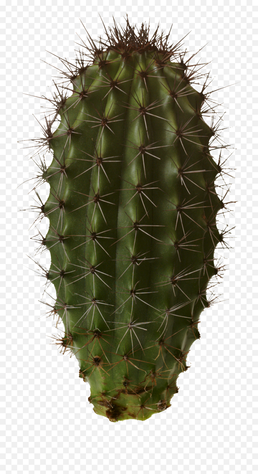 Cactus Transparent Png Cactus Free Picture Download - Free Cactus Png Emoji,Cactus Emoji