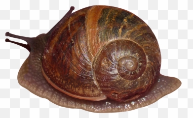 Snail Snails Terrieasterly - Lymnaea Snail Emoji,Snail Emoji