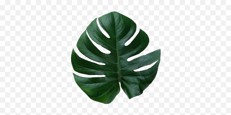 Leaf Jungle Aesthetic Freetoedit - Palm Tree Emoji,Jungle Emoji