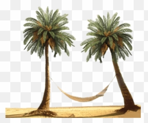 Search Results For Bonsai Trees Png Hereu0027s A Great List Of - Beach And Palm Trees Png Emoji,Hammock Emoji