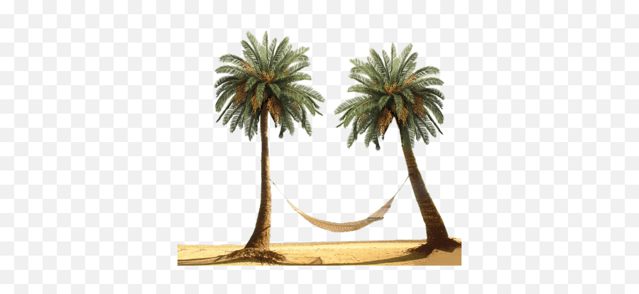 Search Results For Bonsai Trees Png Hereu0027s A Great List Of - Beach And Palm Trees Png Emoji,Hammock Emoji