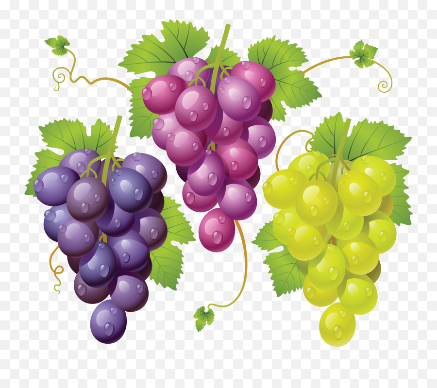 Collection Of Free Grape Vector Drawing - Imagenes De Racimos De Uvas Emoji,Grape Emoji